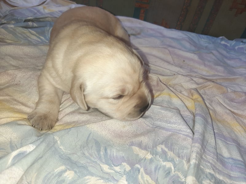 Labradorpuppies mit Papieren suchen ab Mitte Juli ein neues Zuhause