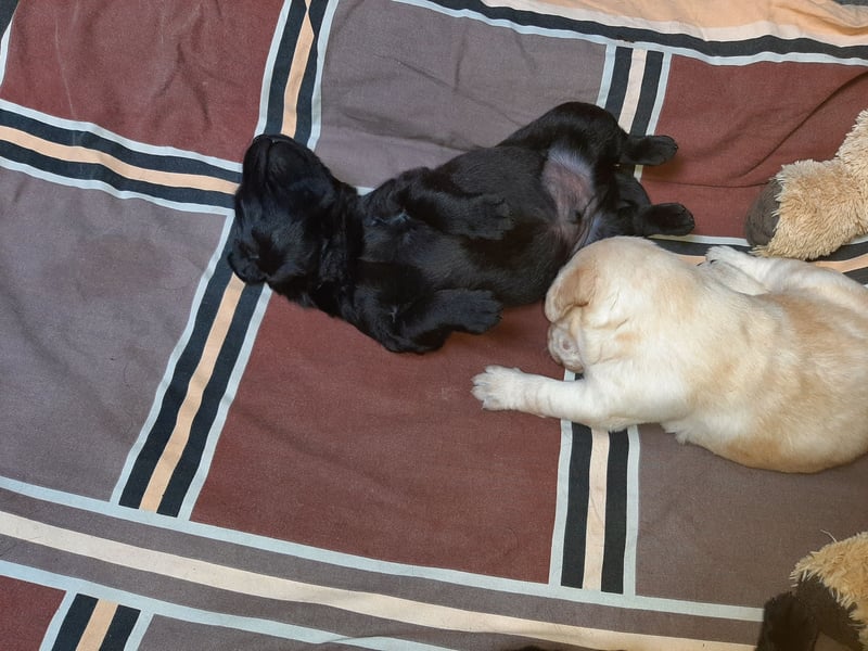 Labradorpuppies mit Papieren suchen ab Mitte Juli ein neues Zuhause