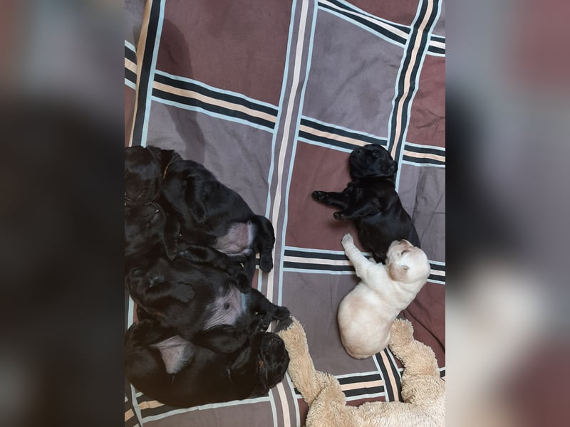 Labradorpuppies mit Papieren suchen ab Mitte Juli ein neues Zuhause