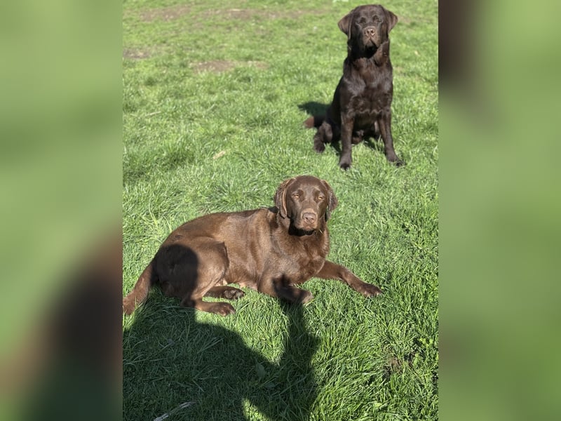 reinrassig chocolate Labrador kinderlieb trainiert