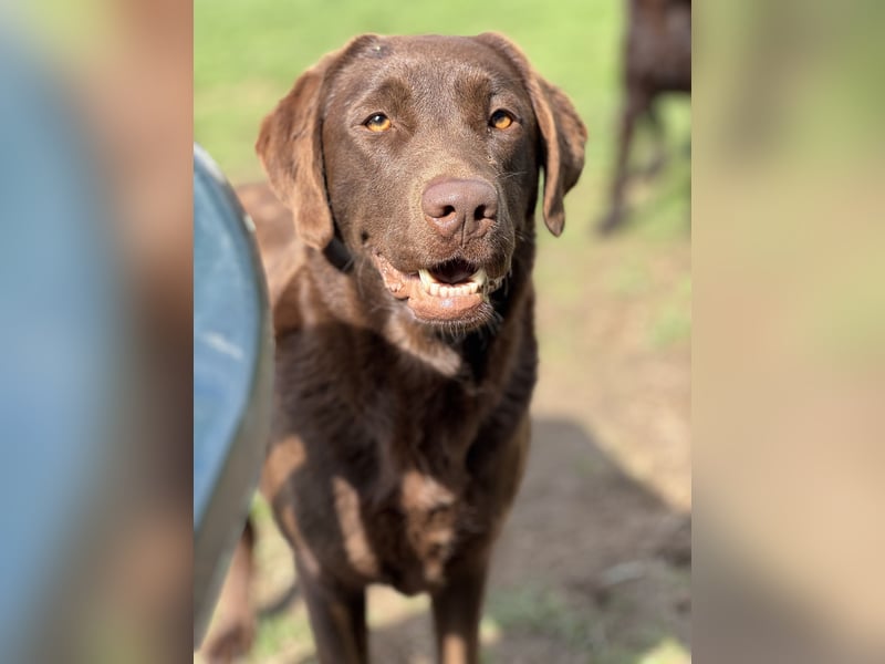 reinrassig chocolate Labrador kinderlieb trainiert