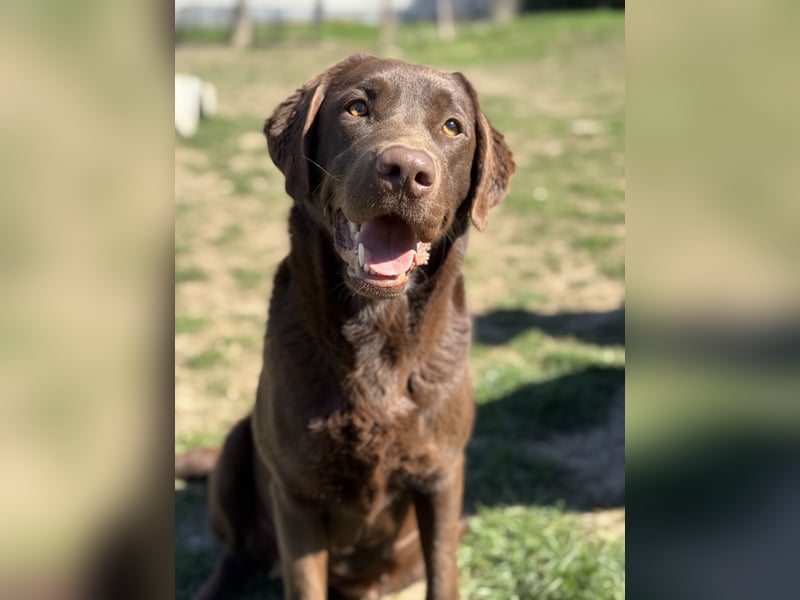 reinrassig chocolate Labrador kinderlieb trainiert