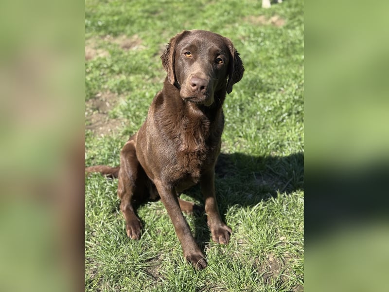 reinrassig chocolate Labrador kinderlieb trainiert