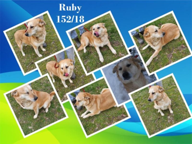 Labrador-Mix Rubi