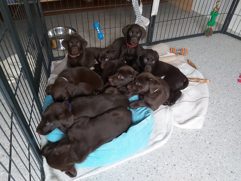 LABRADOR WELPEN  BRAUN AREITSLINIE