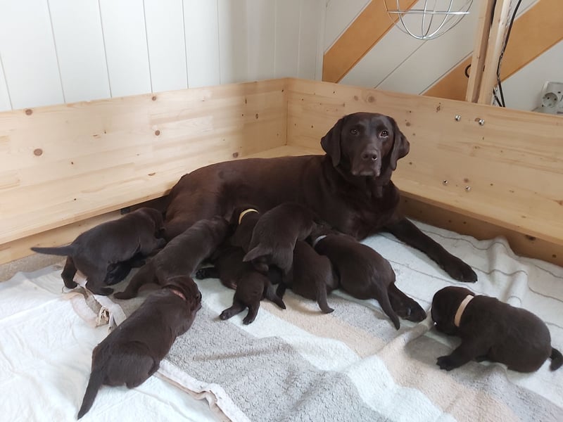 LABRADOR WELPEN  BRAUN AREITSLINIE