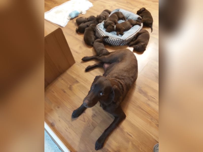 LABRADOR WELPEN  BRAUN AREITSLINIE