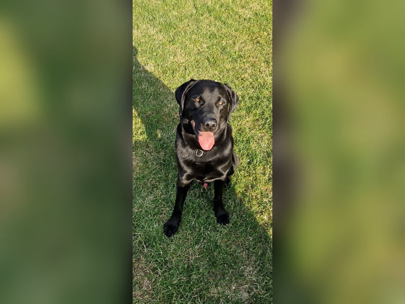 Labrador Deckrüde (6 Jahre) – gesund, freundlich, kräftig gebaut