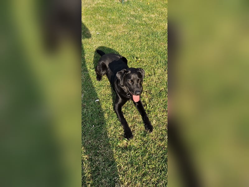 Labrador Deckrüde (6 Jahre) – gesund, freundlich, kräftig gebaut