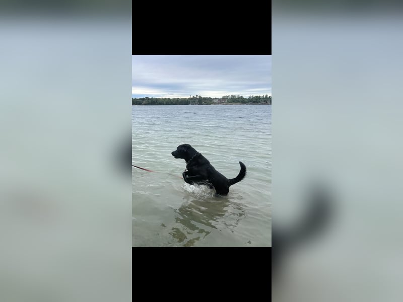 Labrador Deckrüde (6 Jahre) – gesund, freundlich, kräftig gebaut