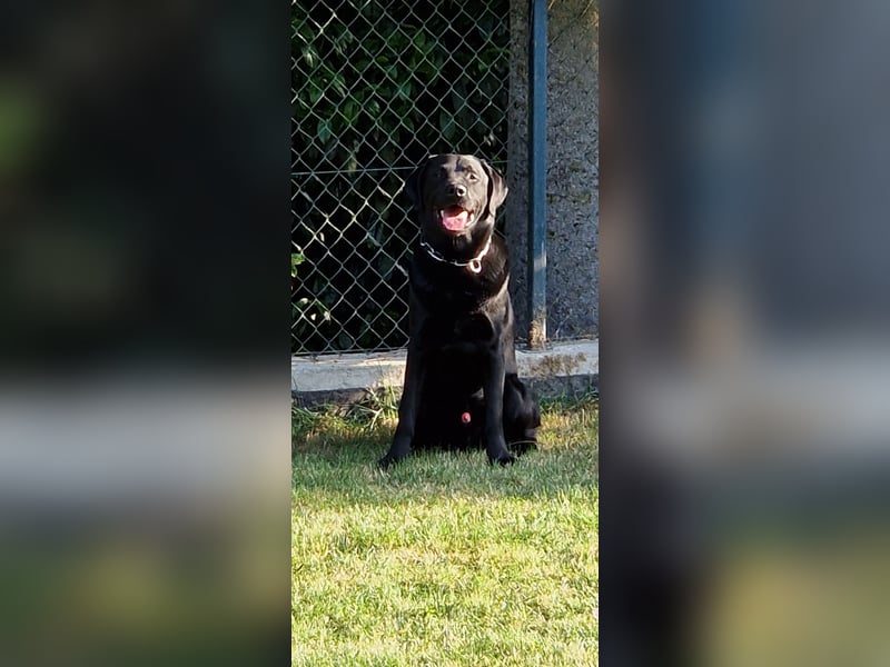Labrador Deckrüde (6 Jahre) – gesund, freundlich, kräftig gebaut