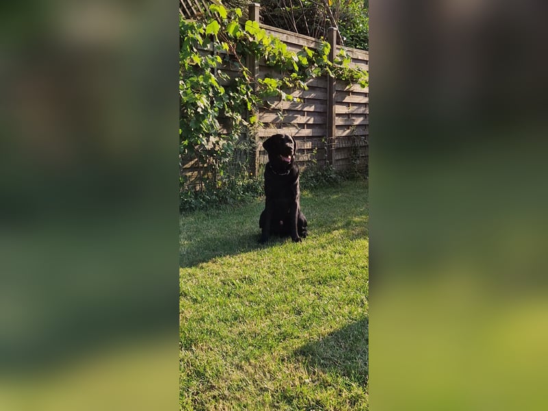 Labrador Deckrüde (6 Jahre) – gesund, freundlich, kräftig gebaut
