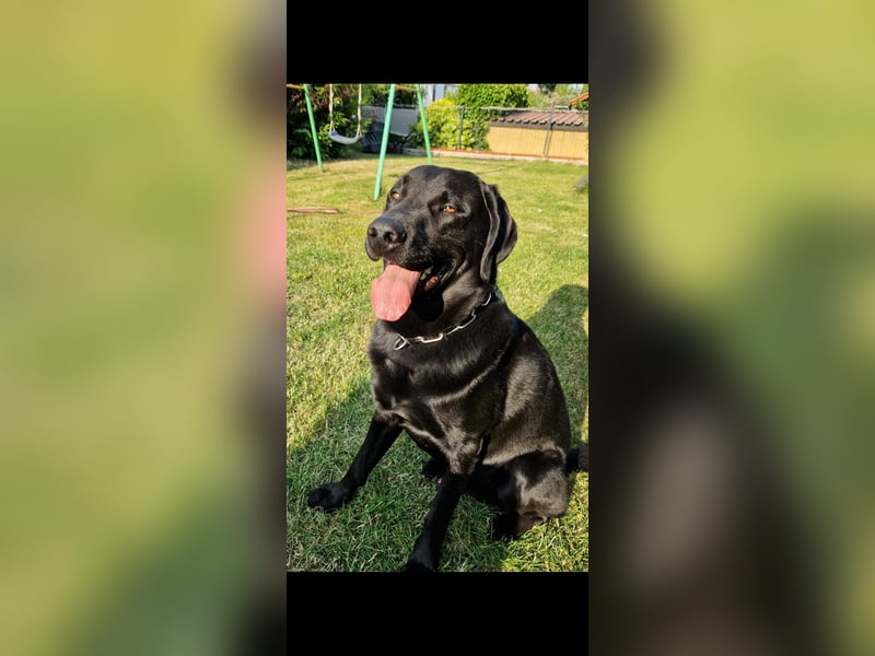 Labrador Deckrüde (6 Jahre) – gesund, freundlich, kräftig gebaut