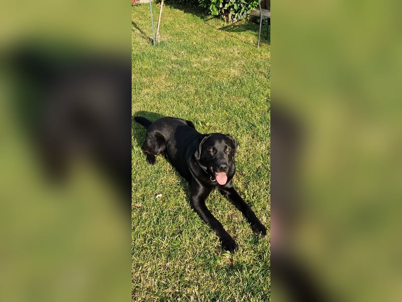 Labrador Deckrüde (6 Jahre) – gesund, freundlich, kräftig gebaut