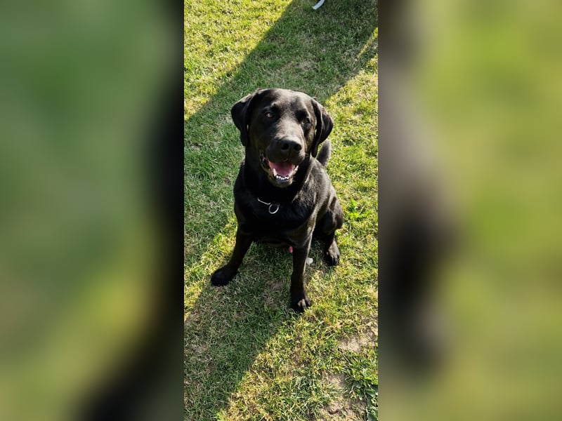 Labrador Deckrüde (6 Jahre) – gesund, freundlich, kräftig gebaut