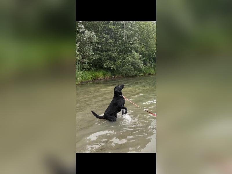 Labrador Deckrüde (6 Jahre) – gesund, freundlich, kräftig gebaut