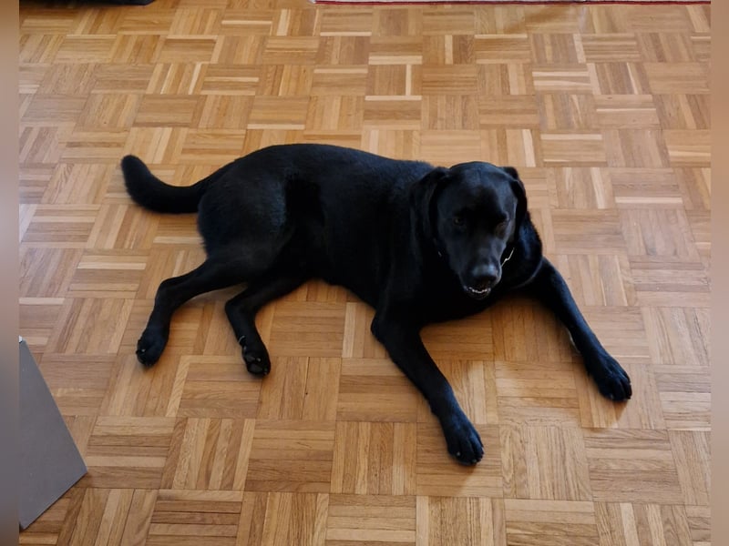 Labrador Deckrüde (6 Jahre) – gesund, freundlich, kräftig gebaut