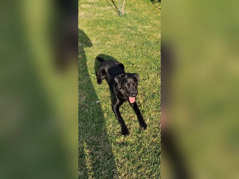 Labrador Deckrüde (6 Jahre) – gesund, freundlich, kräftig gebaut
