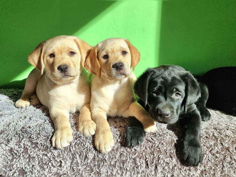 Wurfankündigung: Labradorwelpen mit Ahnentafel - Nachkommen von Champions