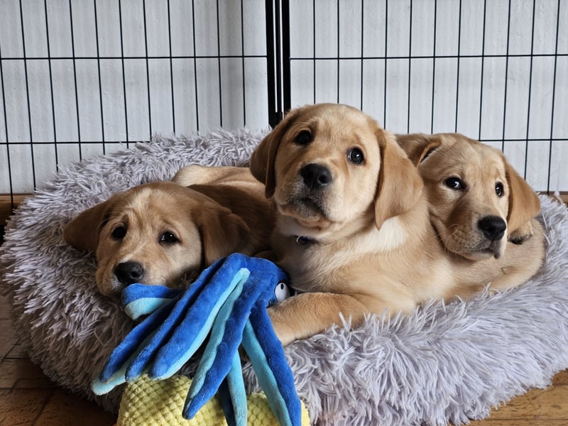 Wurfankündigung: Labradorwelpen mit Ahnentafel - Nachkommen von Champions