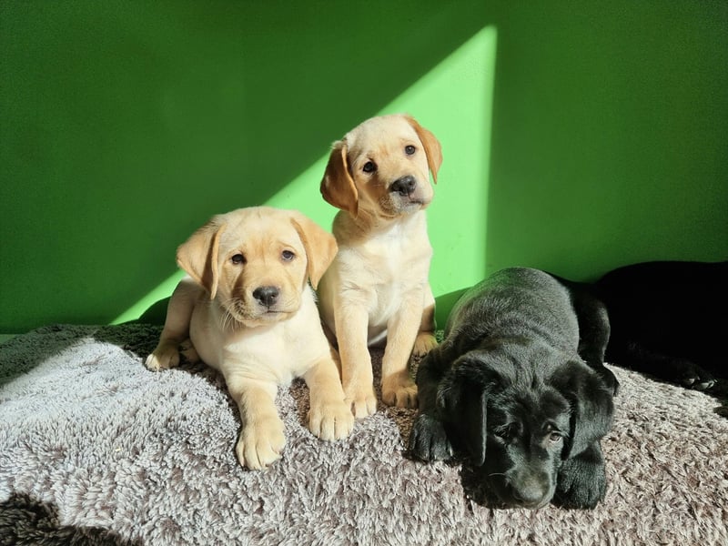 Wurfankündigung: Labradorwelpen mit Ahnentafel - Nachkommen von Champions