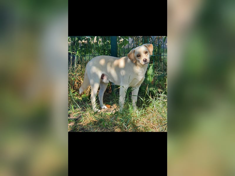 Inno humorvoller Labrador