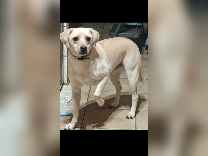 Inno humorvoller Labrador