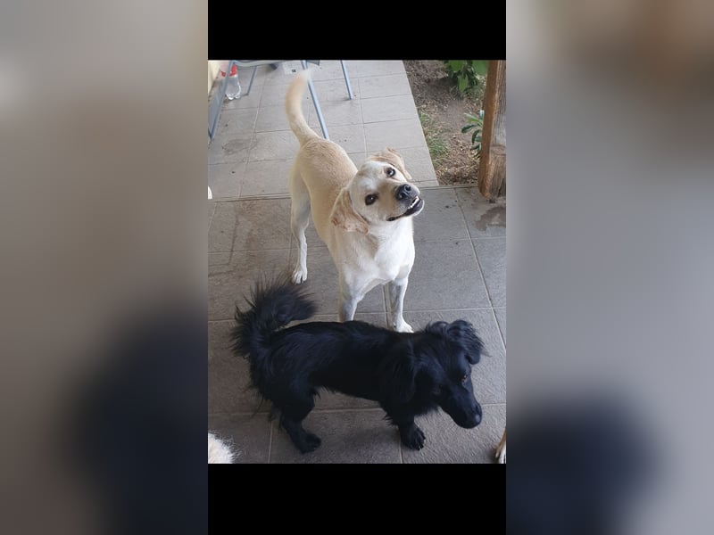 Inno humorvoller Labrador