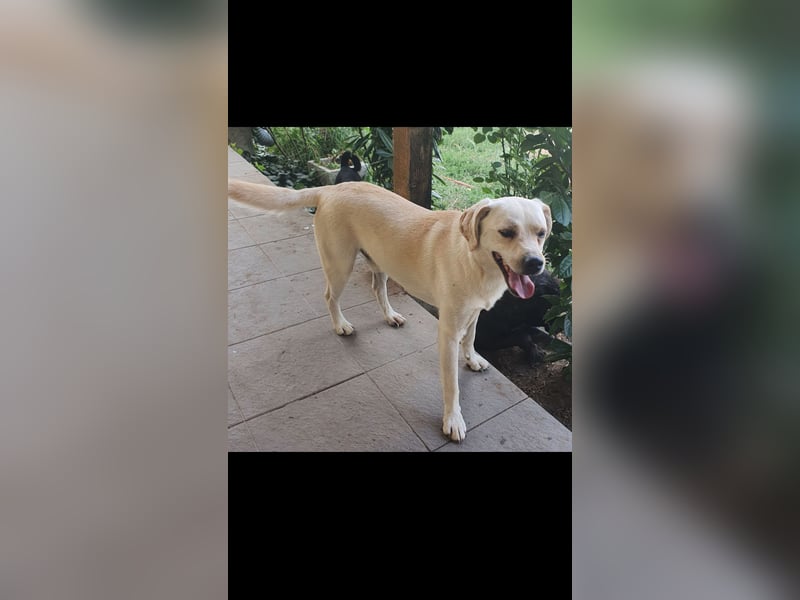 Inno humorvoller Labrador