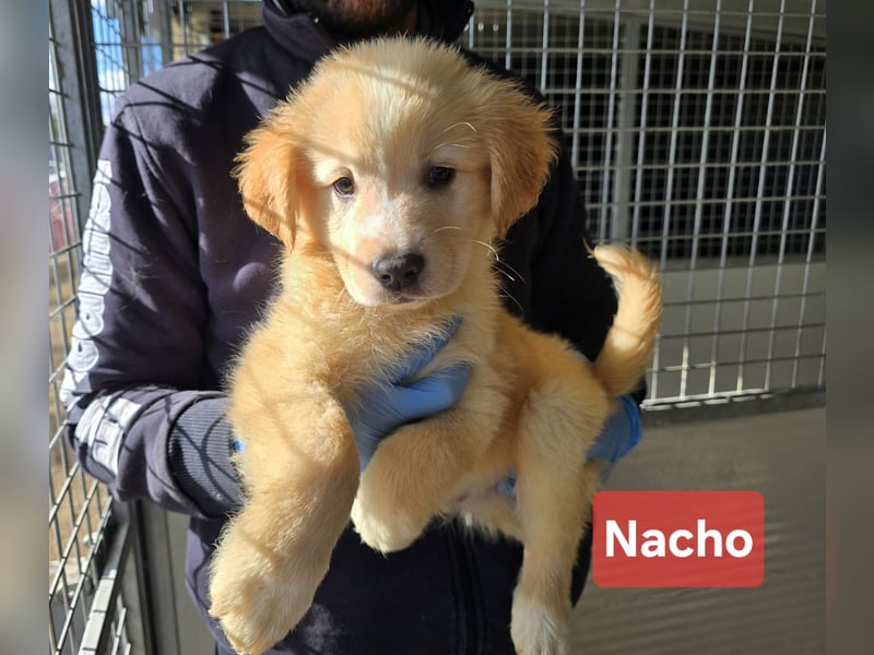 Nacho: endlich leben