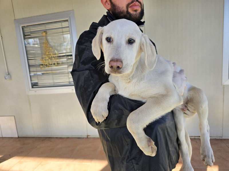 Cosmo:  von der Flasche ins Tierheim