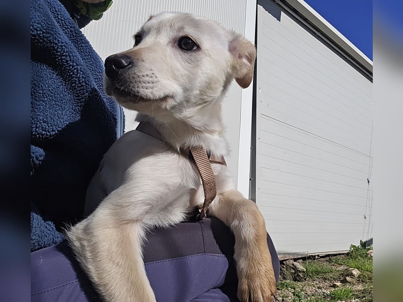 Festa: Hallo, hier bin ich!