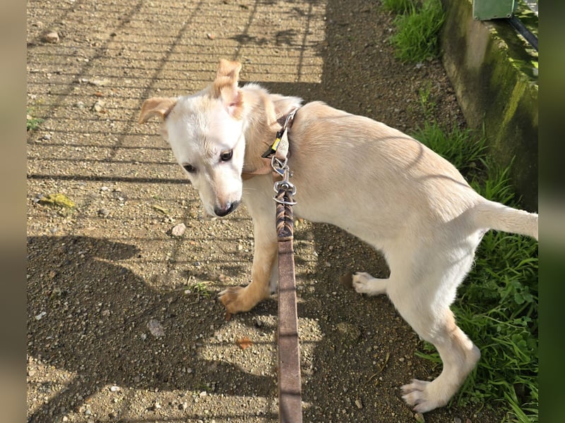 Festa: Hallo, hier bin ich!