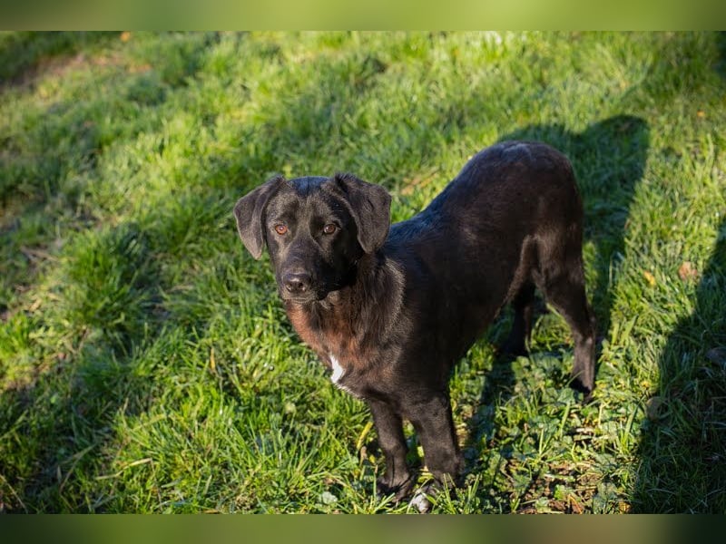ROXETTA - Fröhliches, verspieltes Labradormischlingsmädchen sucht liebevolle Menschen