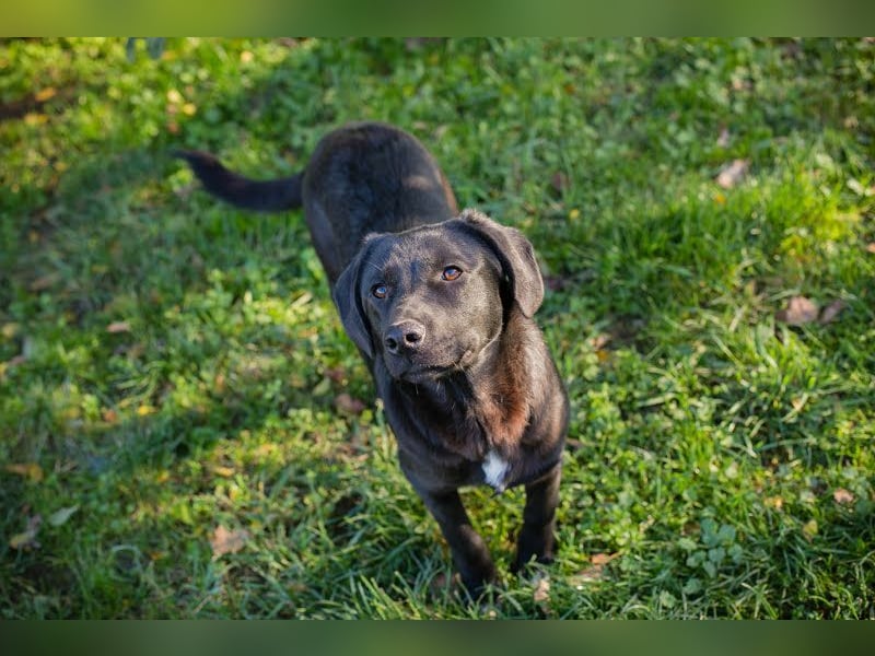 ROXETTA - Fröhliches, verspieltes Labradormischlingsmädchen sucht liebevolle Menschen