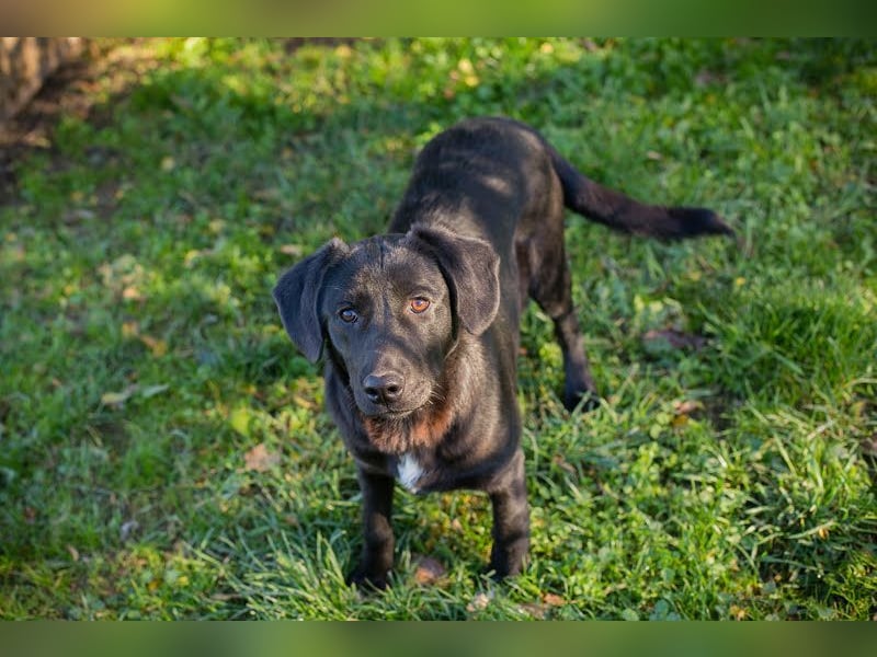 ROXETTA - Fröhliches, verspieltes Labradormischlingsmädchen sucht liebevolle Menschen