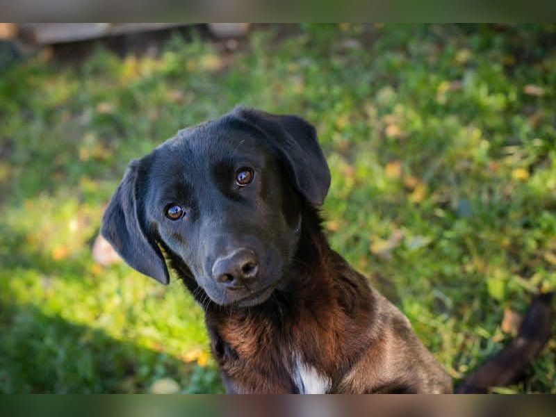 ROXETTA - Fröhliches, verspieltes Labradormischlingsmädchen sucht liebevolle Menschen
