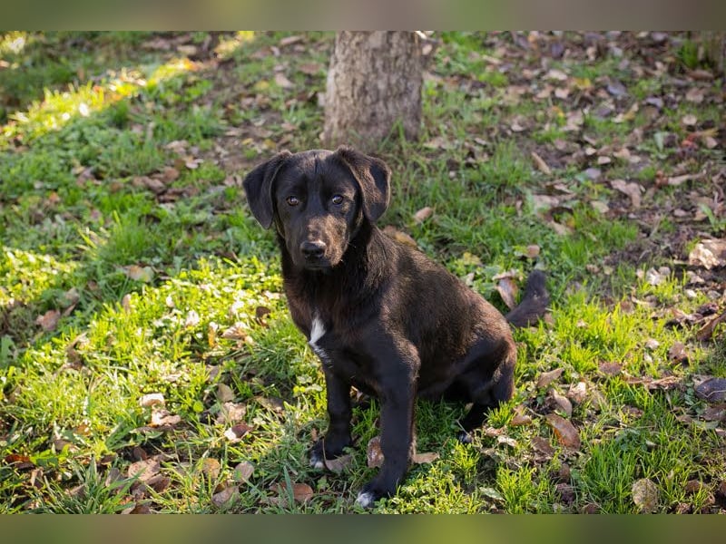 ROXETTA - Fröhliches, verspieltes Labradormischlingsmädchen sucht liebevolle Menschen