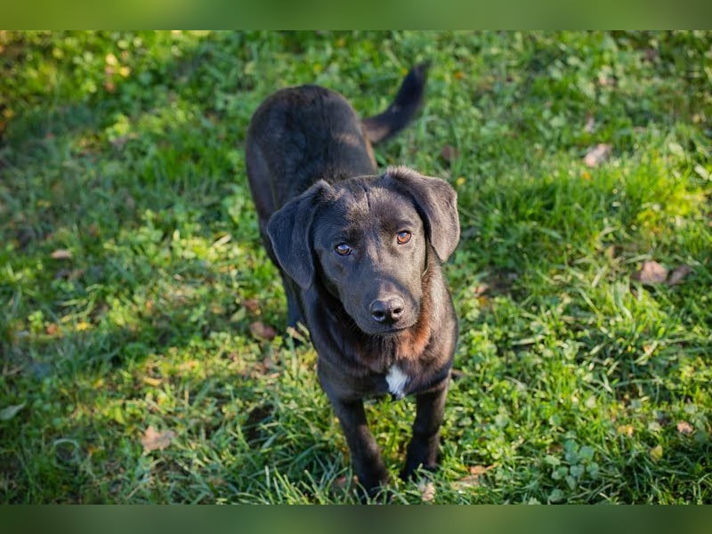 ROXETTA - Fröhliches, verspieltes Labradormischlingsmädchen sucht liebevolle Menschen