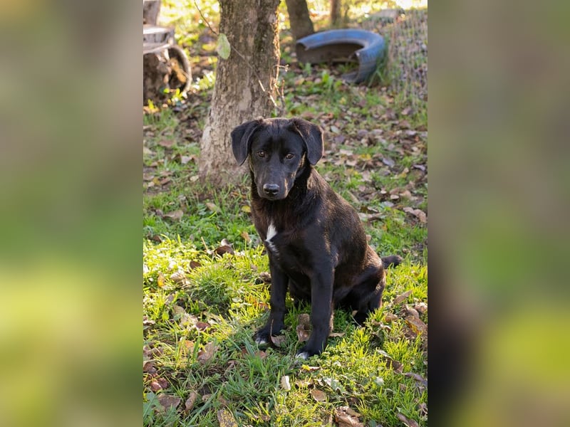 ROXETTA - Fröhliches, verspieltes Labradormischlingsmädchen sucht liebevolle Menschen