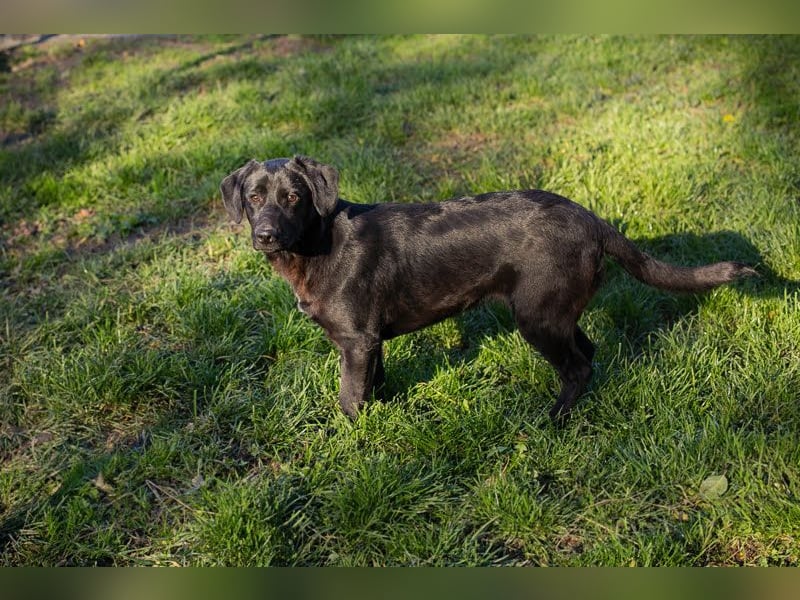 ROXETTA - Fröhliches, verspieltes Labradormischlingsmädchen sucht liebevolle Menschen