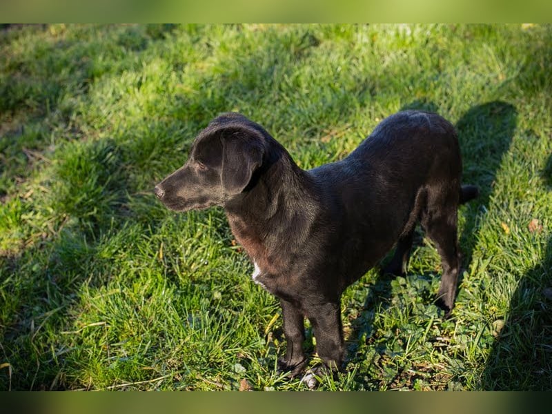 ROXETTA - Fröhliches, verspieltes Labradormischlingsmädchen sucht liebevolle Menschen