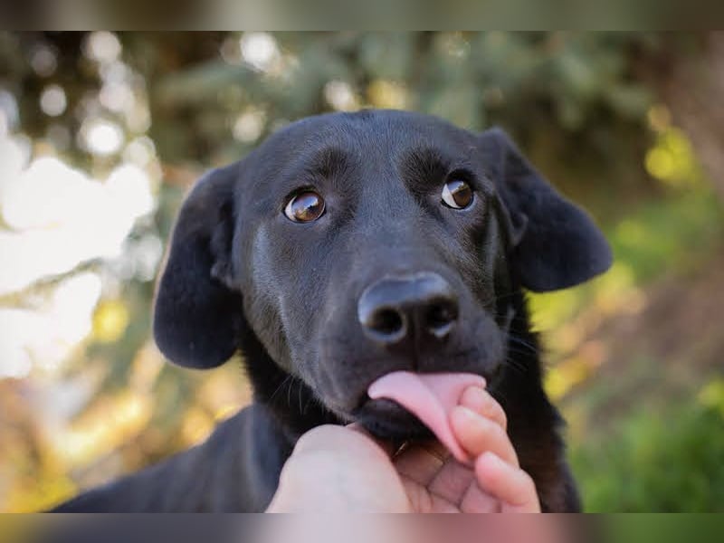 ROXETTA - Fröhliches, verspieltes Labradormischlingsmädchen sucht liebevolle Menschen