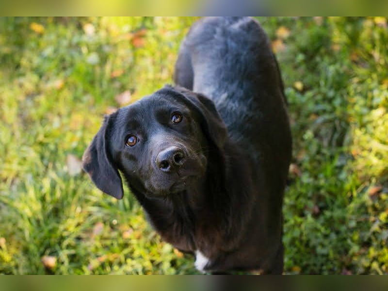 ROXETTA - Fröhliches, verspieltes Labradormischlingsmädchen sucht liebevolle Menschen