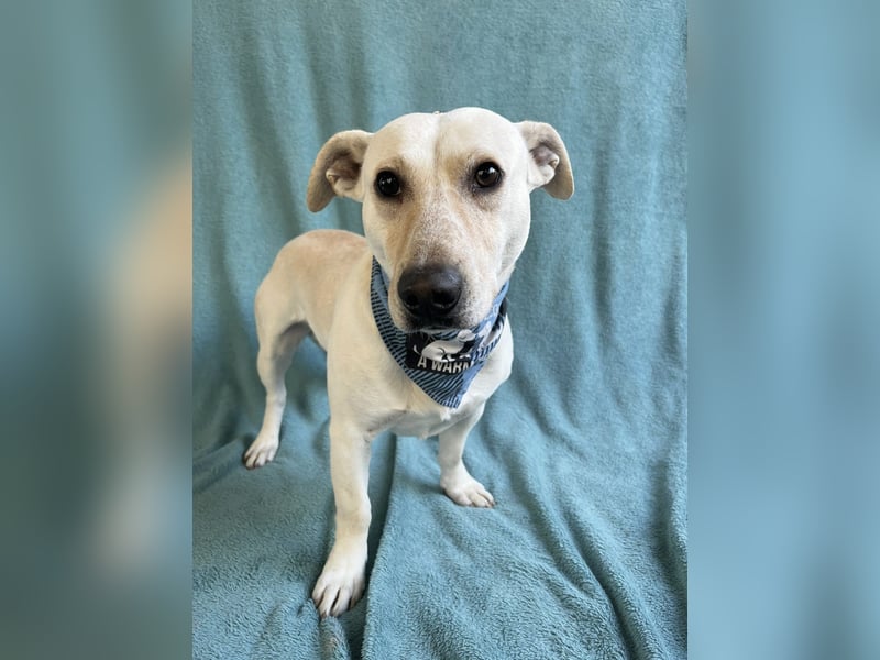 PHILIPP - Sensilber Junghund sucht seine Menschen