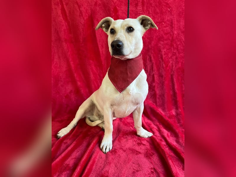 PHILIPP - Sensilber Junghund sucht seine Menschen