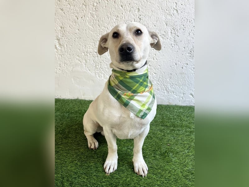 PHILIPP - Sensilber Junghund sucht seine Menschen