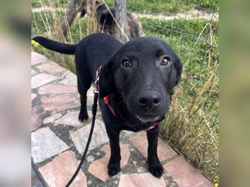 Black - lustiger Welpenbub sucht seine Familie