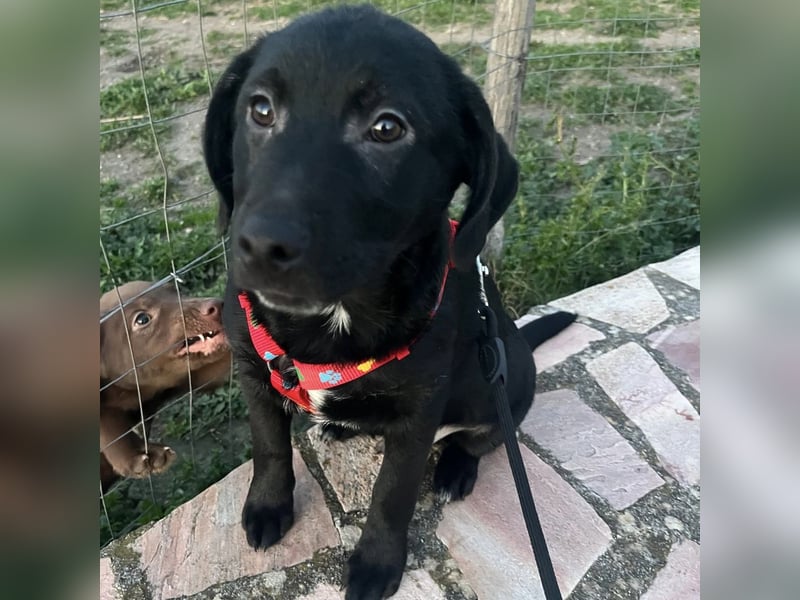 Black - lustiger Welpenbub sucht seine Familie