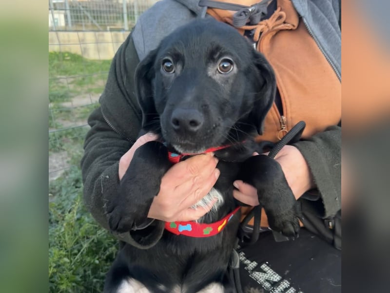 Black - lustiger Welpenbub sucht seine Familie